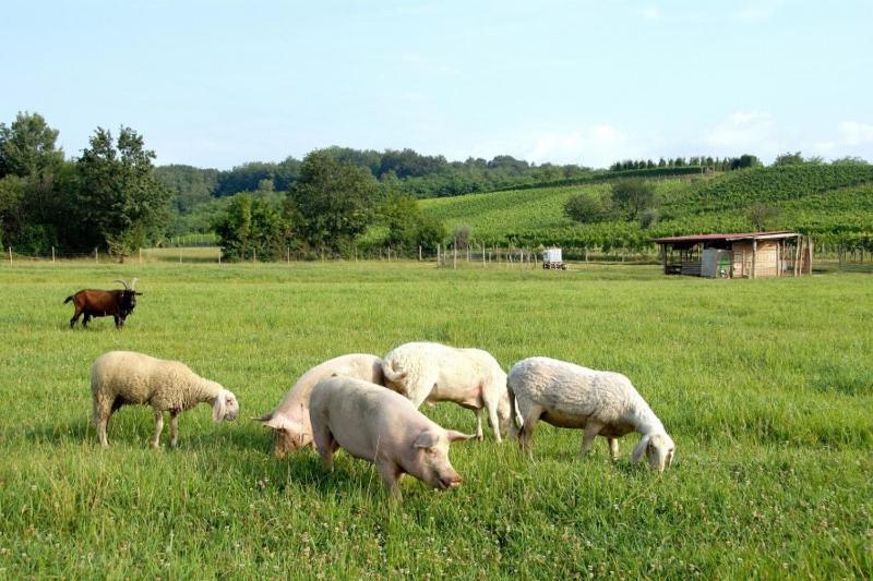 Vila Ronc Dai Luchis Faedis Exteriér fotografie
